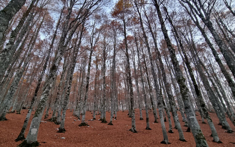 VIAGGI/TURISMO/NATURA – Cinque idee per le tue fughe d’autunno. Tour attraverso Viaggiastorie.blog