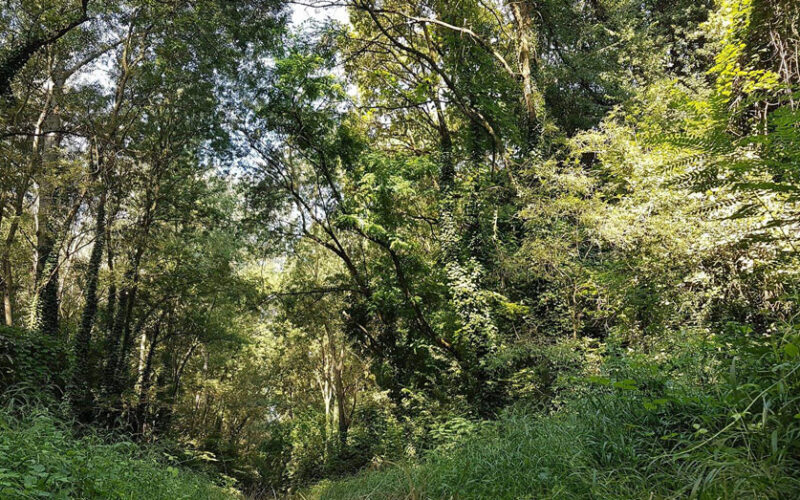 ARCE/CRONACA – Furto di legna e telecamere di sorveglianza nel bosco comunale di Arce: condannato un uomo dal Tribunale