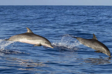 AMBIENTE – Giornata mondiale dei delfini, sempre più cetacei spiaggiati sulle nostre coste