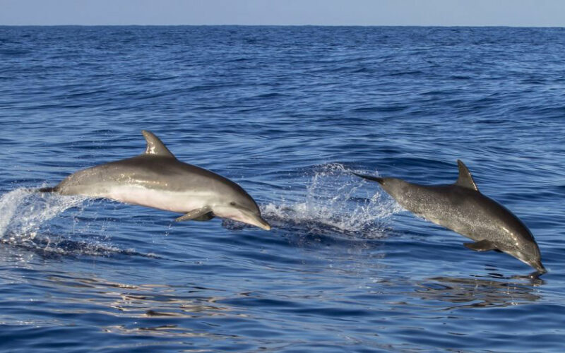 AMBIENTE – Giornata mondiale dei delfini, sempre più cetacei spiaggiati sulle nostre coste