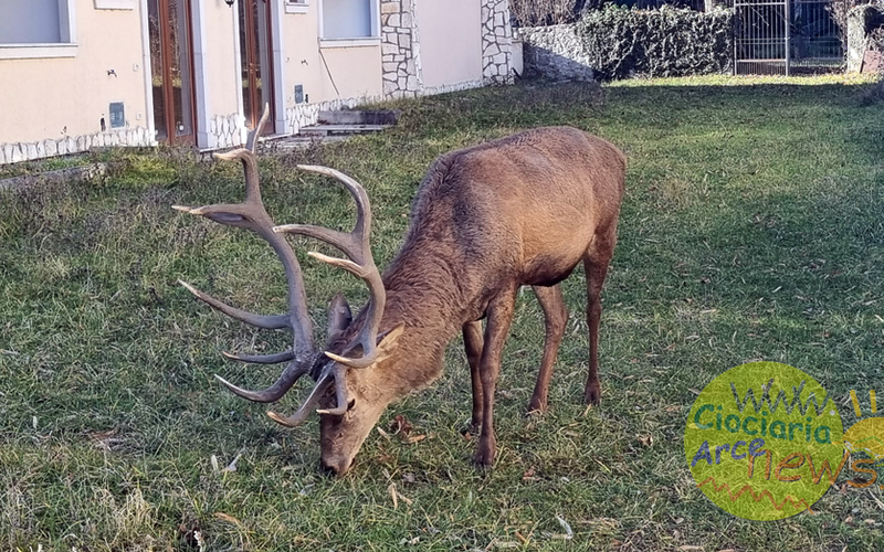 VOCI DAL PARCO – Cosa sta succedendo con i cervi a Villetta Barrea?